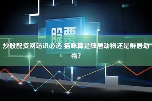 炒股配资网站识必选 猫咪算是独居动物还是群居动物?